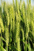 gwheat