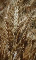 bwheat