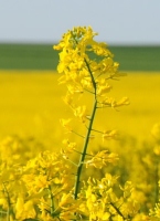 canola