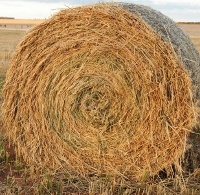 hay