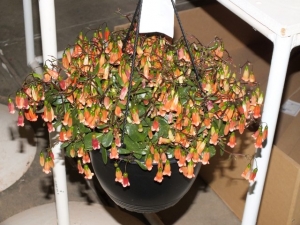 Flowers27