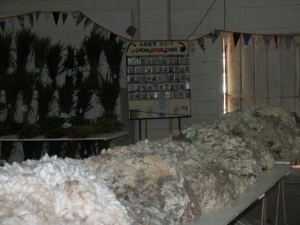 Wool1
